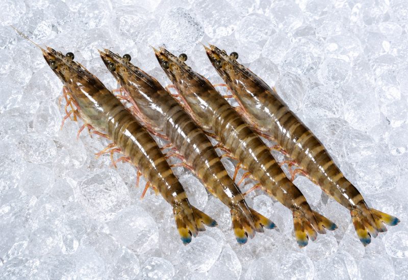 langostino tigre aqualvia